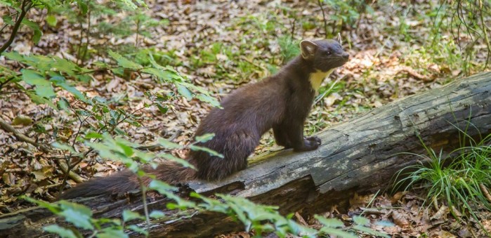 Elusive Shropshire pine martens caught on camera